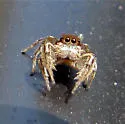 Habronattus forticulus - photo 3