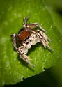 Habronattus forticulus - photo 4