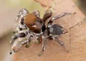 Habronattus forticulus - photo 5