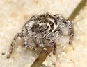 Habronattus georgiensis