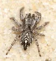 Habronattus georgiensis - photo 2