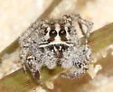 Habronattus georgiensis - photo 3