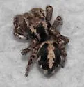 Habronattus georgiensis - photo 4