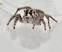 Habronattus georgiensis - photo 5