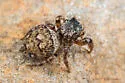Habronattus geronimoi