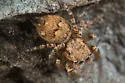 Habronattus geronimoi - photo 2