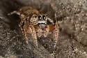 Habronattus geronimoi - photo 3