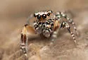 Habronattus geronimoi - photo 4