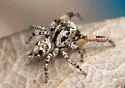 Habronattus geronimoi - photo 5