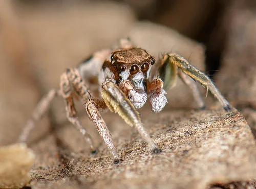 Habronattus gilaensis - photo 2