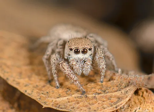 Habronattus gilaensis - photo 3