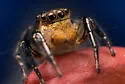 Habronattus hallani