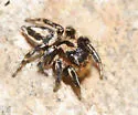 Habronattus hallani - photo 2