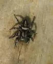 Habronattus hallani - photo 3