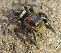 Habronattus hallani - photo 4