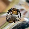 Habronattus hallani - photo 5