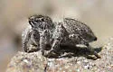 Habronattus hirsutus
