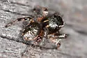 Habronattus hirsutus - photo 2