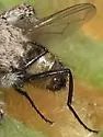 Habronattus hirsutus - photo 3