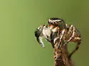 Habronattus hirsutus - photo 4