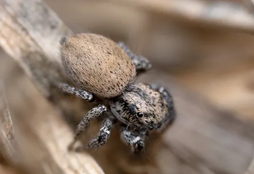 Habronattus icenoglei - photo 2