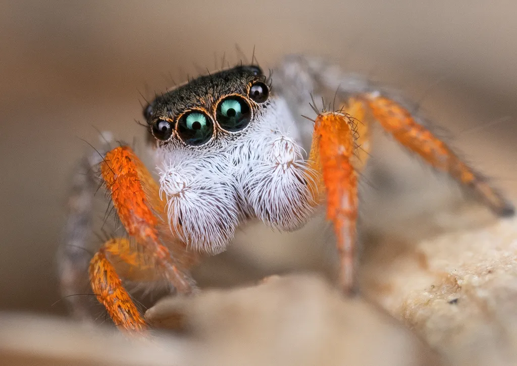 Habronattus icenoglei - photo 3