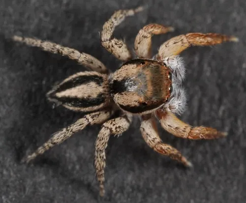 Habronattus icenoglei - photo 4