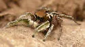 Habronattus jucundus