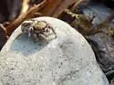 Habronattus jucundus - photo 2