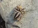Habronattus jucundus - photo 3