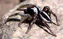 Habronattus jucundus - photo 4