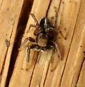 Habronattus jucundus - photo 5