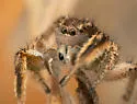 Habronattus kawini