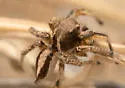 Habronattus kawini - photo 4