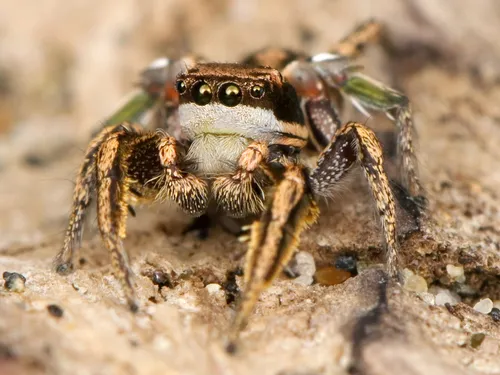 Habronattus klauseri