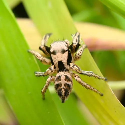 Habronattus klauseri - photo 4