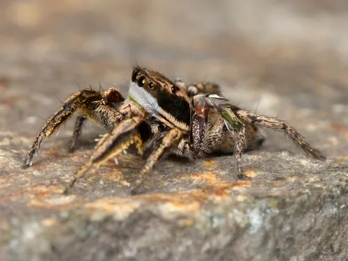 Habronattus klauseri - photo 5