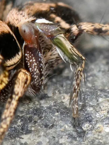 Habronattus klauseri - photo 6