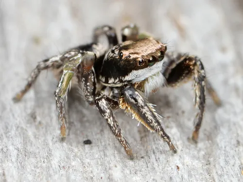Habronattus klauseri - photo 7
