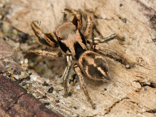 Habronattus klauseri - photo 8