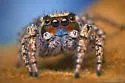 Habronattus luminosus