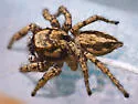 Habronattus luminosus - photo 2