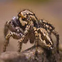 Habronattus luminosus - photo 3