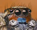 Habronattus luminosus - photo 4