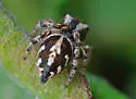 Habronattus mataxus
