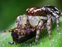 Habronattus mataxus - photo 2