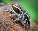 Habronattus mataxus - photo 3