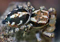 Habronattus mataxus - photo 4