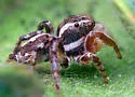Habronattus mataxus - photo 5