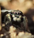 Habronattus mexicanus